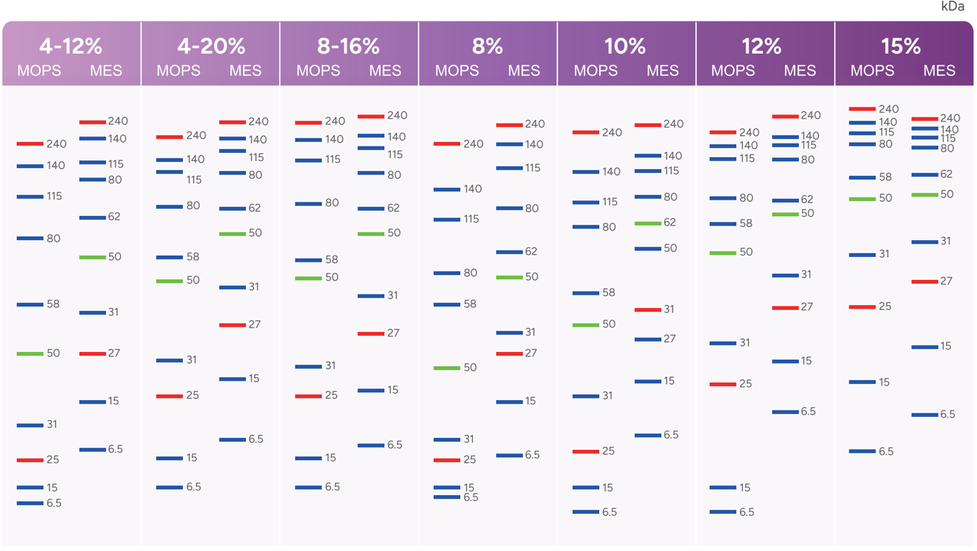 凝胶浓度和迁移指导