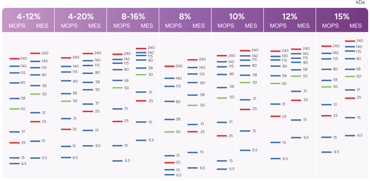 凝胶浓度和迁移指导