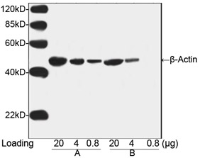 Loading control antibodies