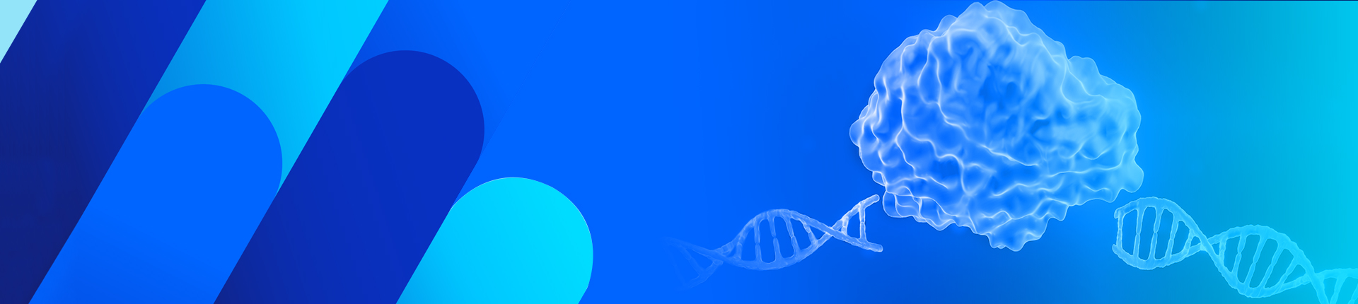 GenCRISPR™ gRNA/Cas 9质粒