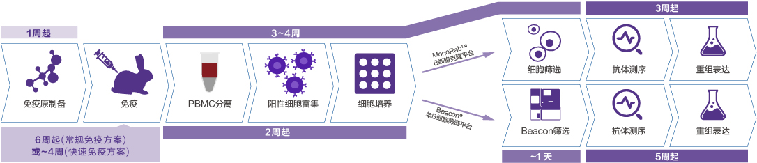 Customized Rabbit mAb Development Package