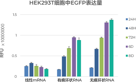 HEK293T（人胚胎肾细胞系）