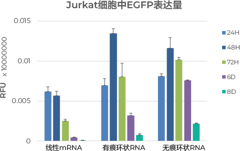 Jurkat（人T淋巴细胞白血病细胞系）