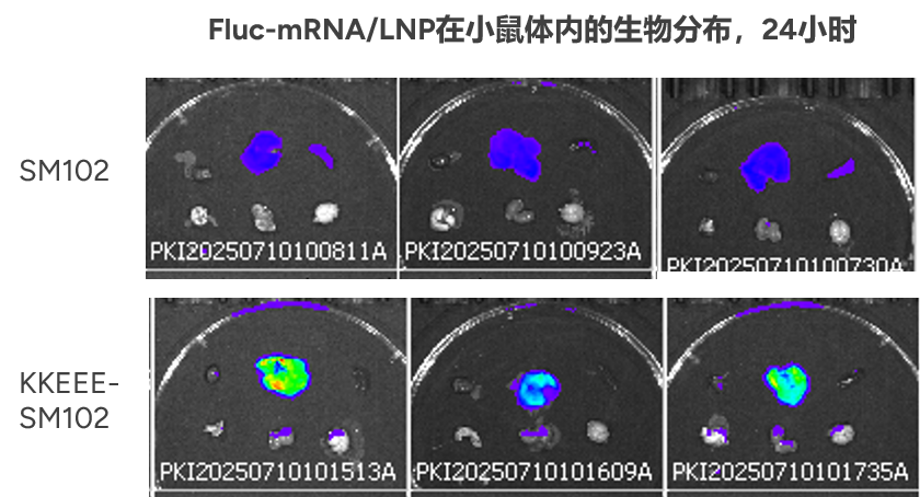Fluc-mRNA/LNP在小鼠体内的生物分布，24小时
                                