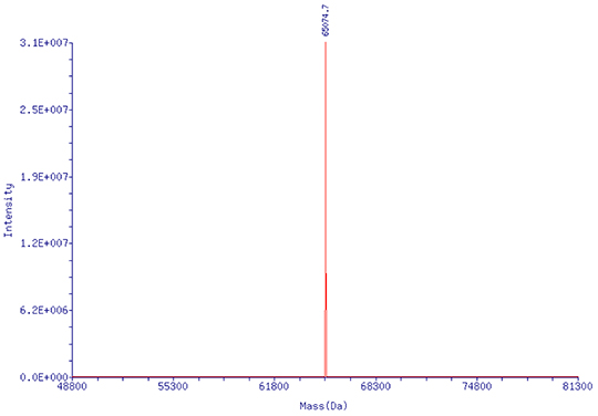 HPLC纯化的pegRNA (218nt):分子量精准