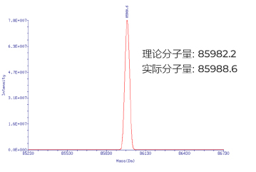HPLC纯化的RNA (266nt):分子量精准